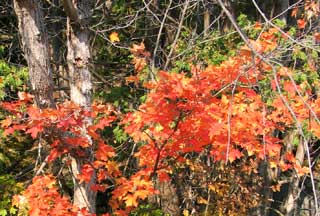 eco leaves 149 4987