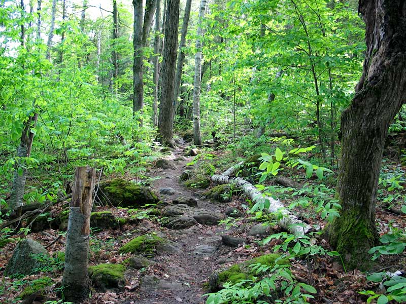 Rocky trail through the woods