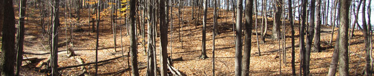 L54 IMG 2185 pan