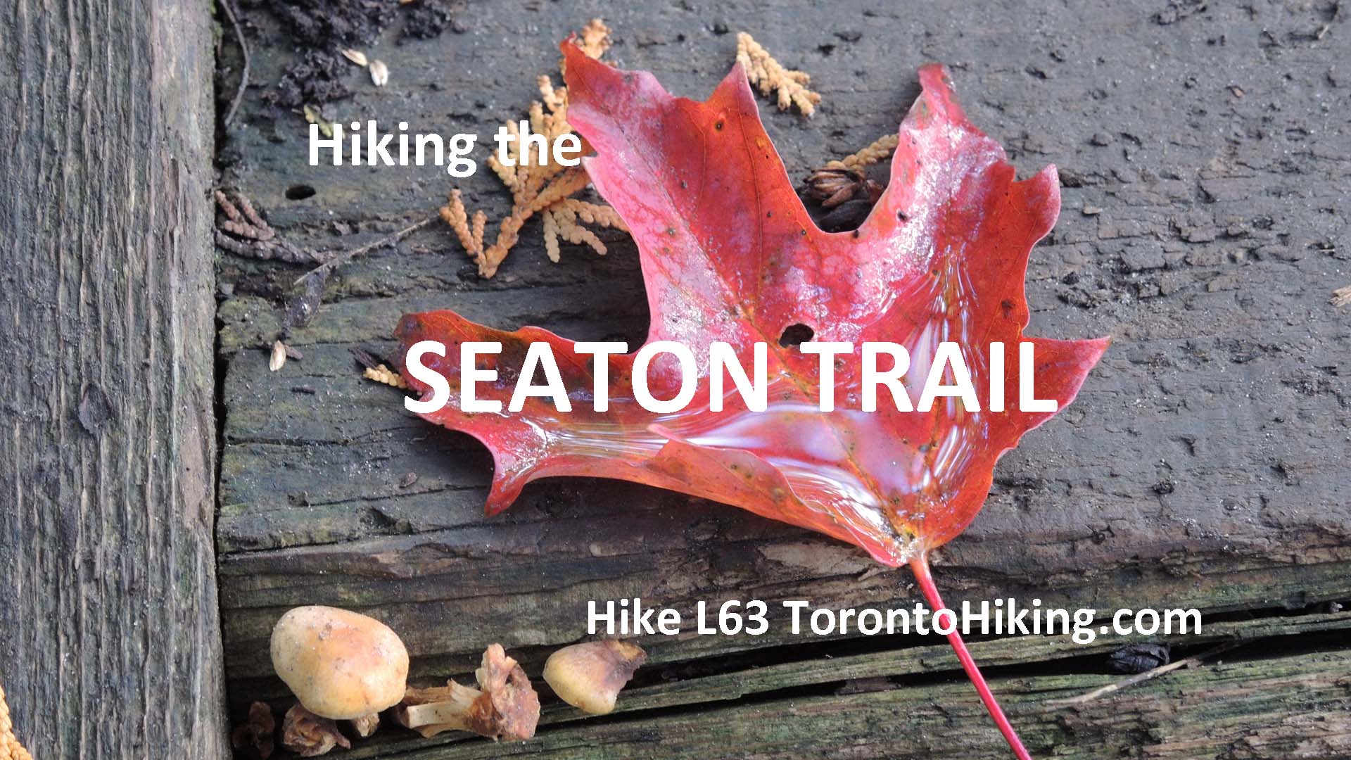 FALL COLOURS OntarioBest